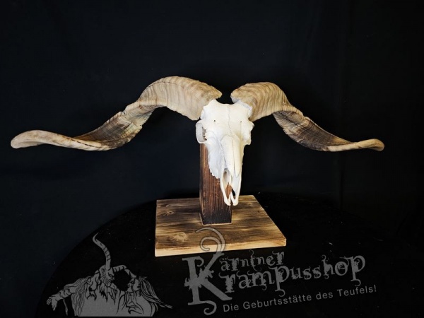 Hochland Widderhörner