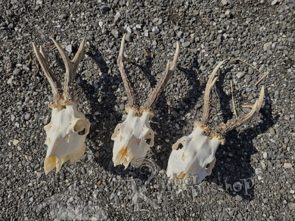 Reh Schädel mit Hörner Gross