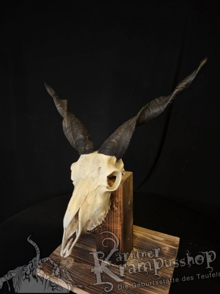 Zackelschaf Trophäe