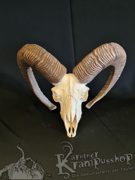 Mufflontrophäe