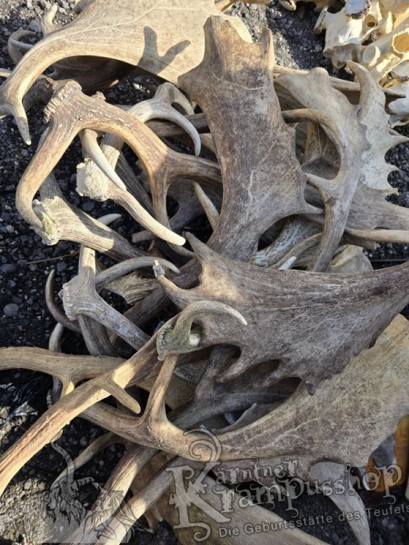 Einzelne Damhirschschaufel Gross