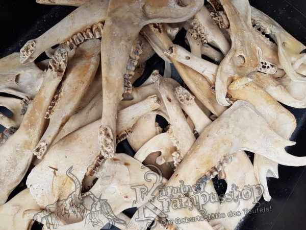 Kieferknochen Kiefer Naturfarbe