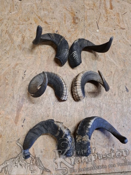 Widder Dunkel bis 60cm