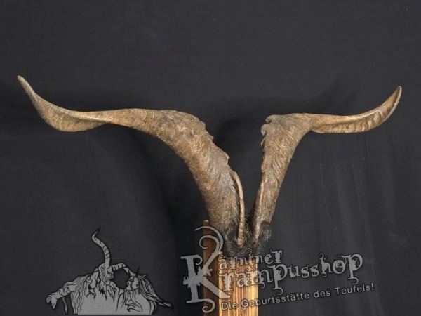 Ziegenbock mit Schädel aus der Region Apulien