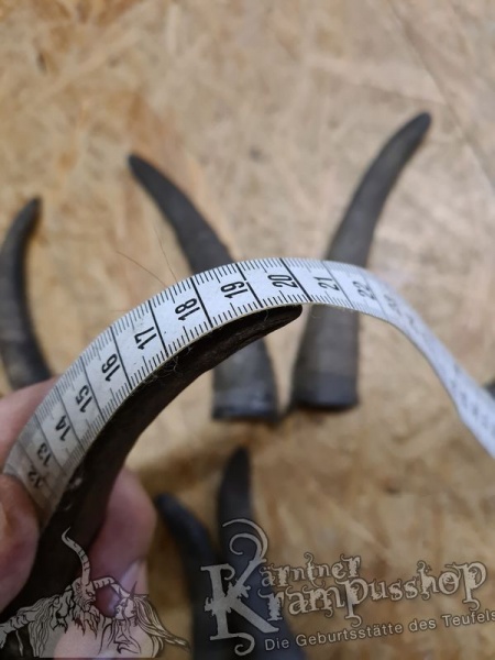 1 Paar Gaißhörner bis 20cm