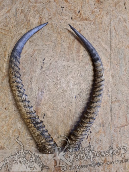 Afrikanische Wasserbock Hörner