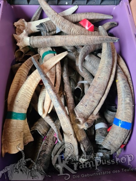 Gaishörner SCHNITZERPACKET