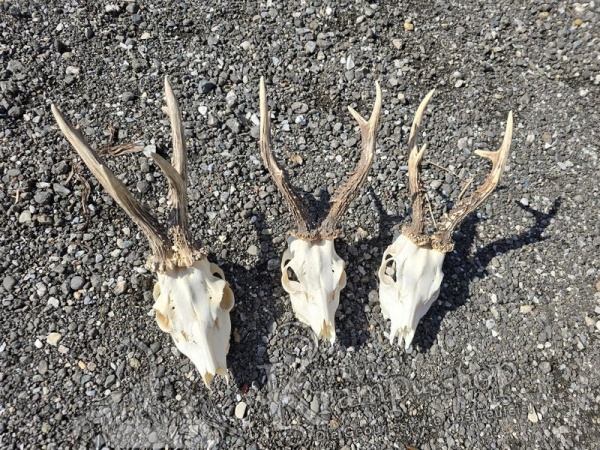 Reh Schädel mit Hörner Gross