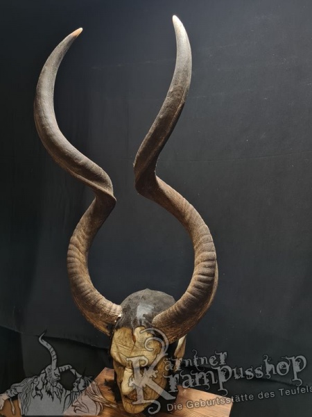 Kuduhörner Einzelstück