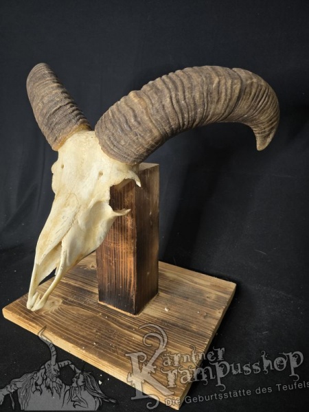 Mufflontrophäe
