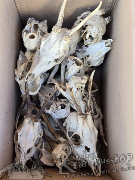 Reh Schädel mit Hörner Klein