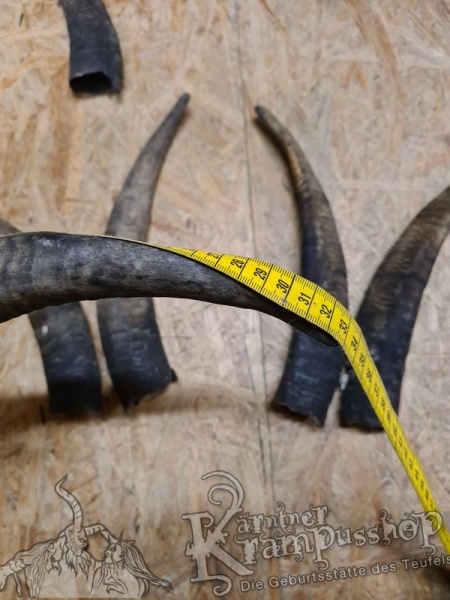 1 Paar Gaißhörner bis 35cm