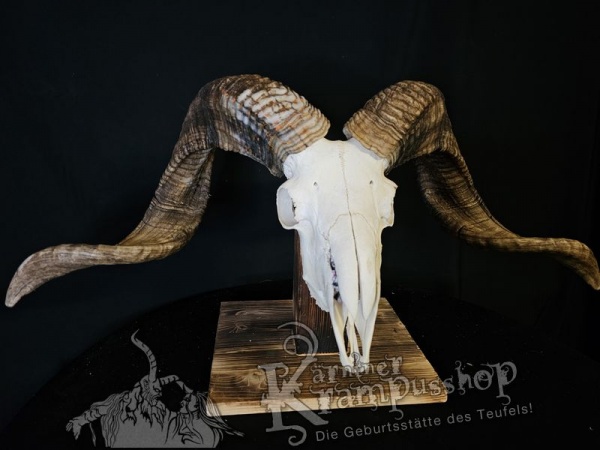 Hochland Widderhörner