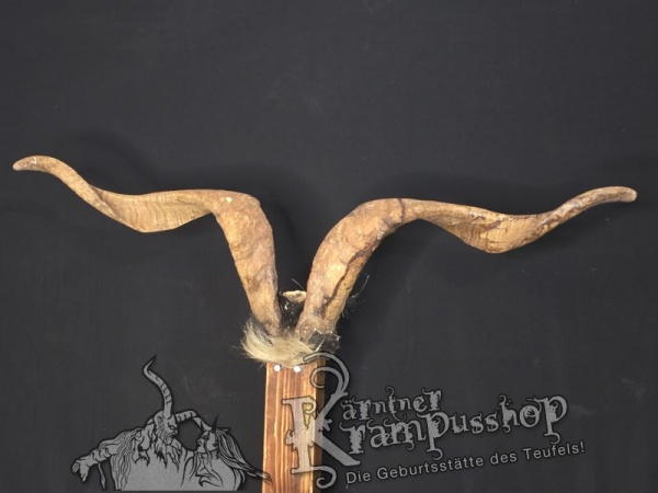 Ziegenbock mit Schädel aus der Region Apulien