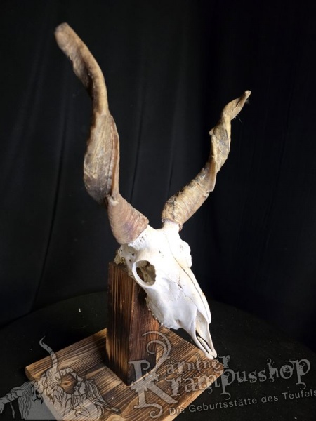 Zackelschaf Trophäe