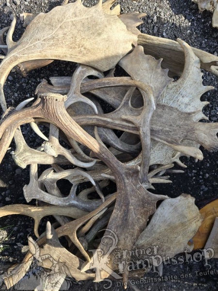 Einzelne Damhirschschaufel Gross