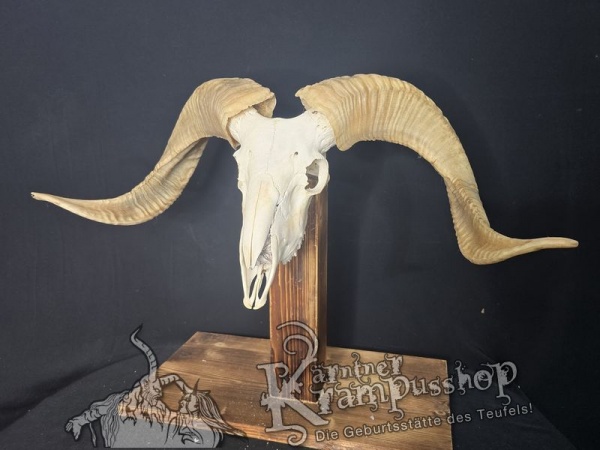 Hochland Widderhörner