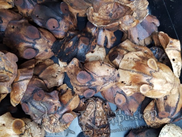 Schädelknochen Schädelkappen Antik