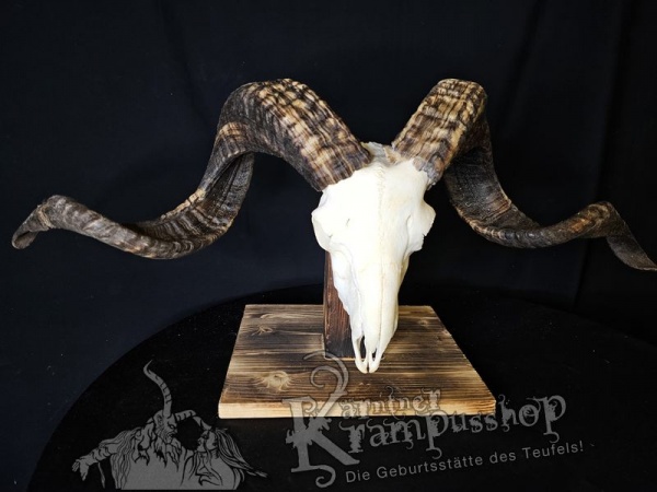 Hochland Widderhörner