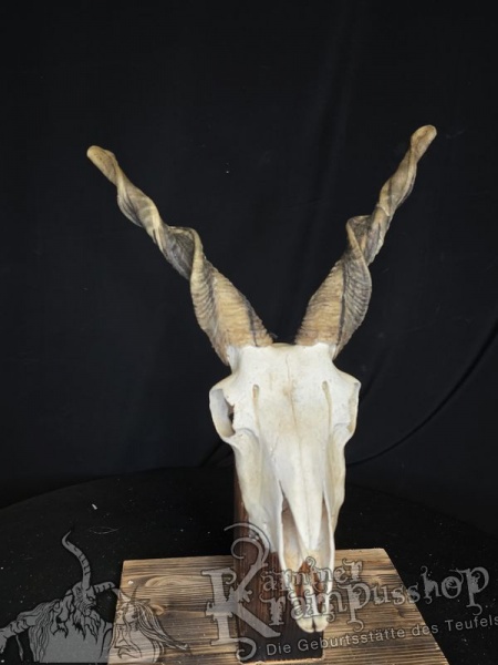 Zackelschaf Trophäe