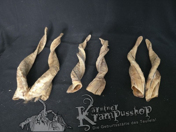 Zackelschaf Hörner Hell