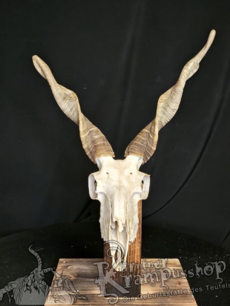 Zackelschaf Trophäe