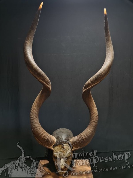 Kuduhörner Einzelstück