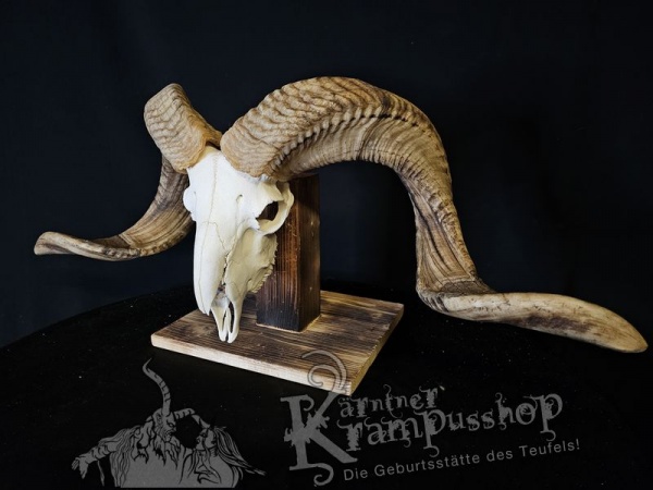 Hochland Widderhörner