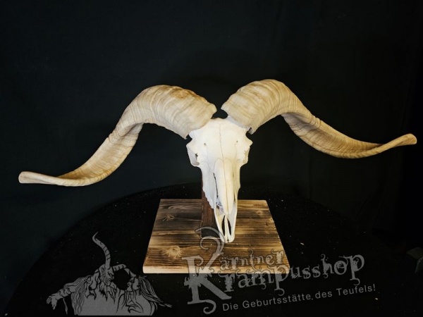 Hochland Widderhörner