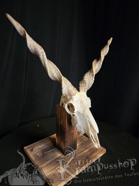 Zackelschaf Trophäe