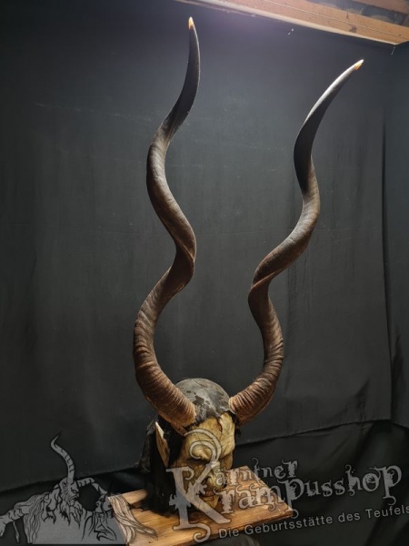 Kuduhörner Einzelstück