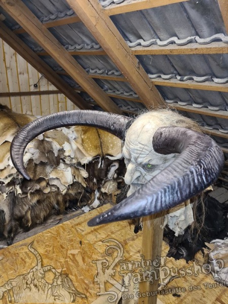 Afrikanischer Mähnenspringer Aoudad