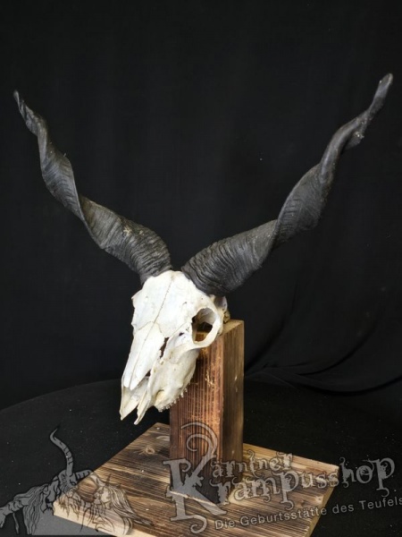 Zackelschaf Trophäe