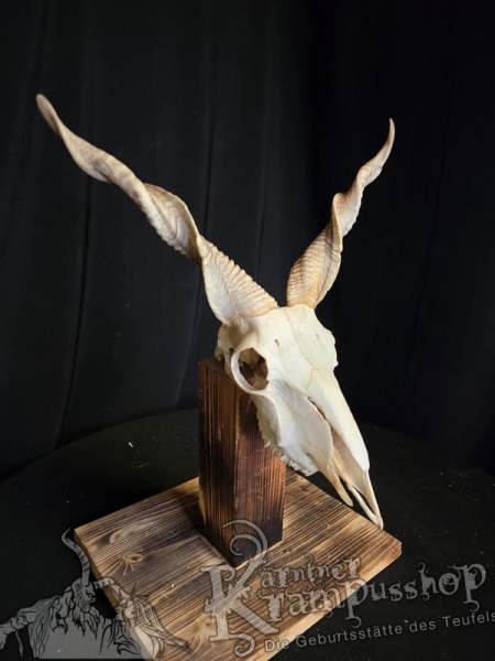 Zackelschaf Trophäe
