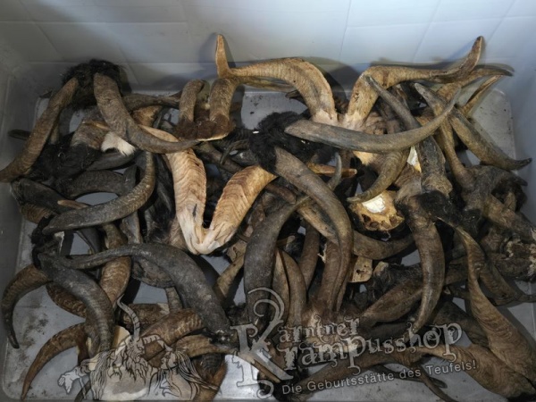 ANGEBOT Bockhörner mit Schädel Gemischt