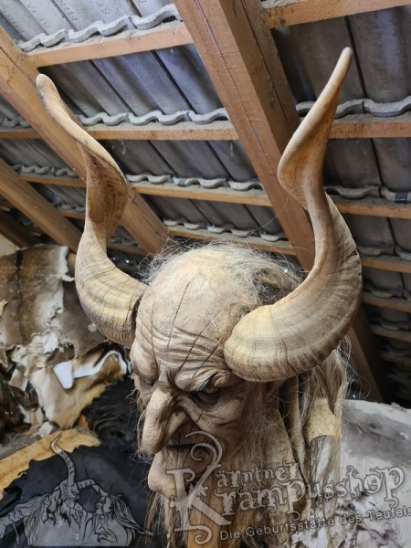 Afrikanische Widder Gross