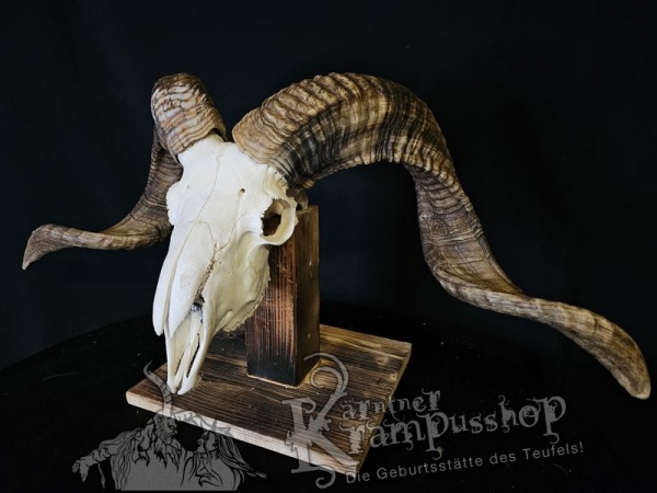 Hochland Widderhörner