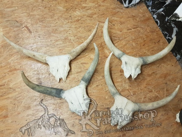 Schädelknochen vom Watussi