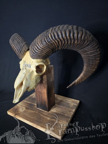 Mufflontrophäe