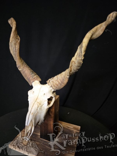 Zackelschaf Trophäe