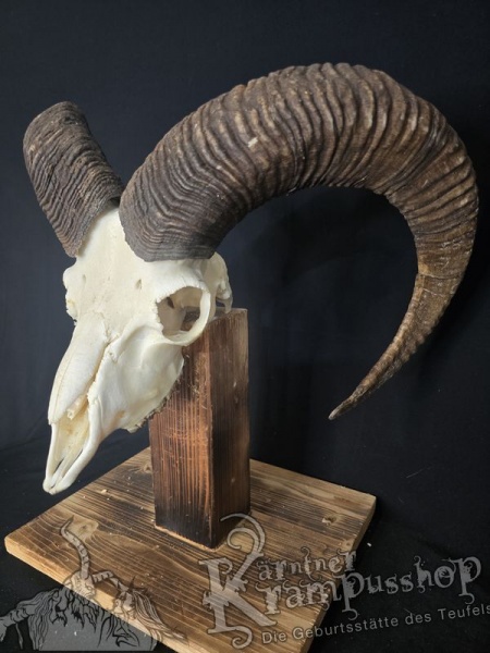 Mufflontrophäe
