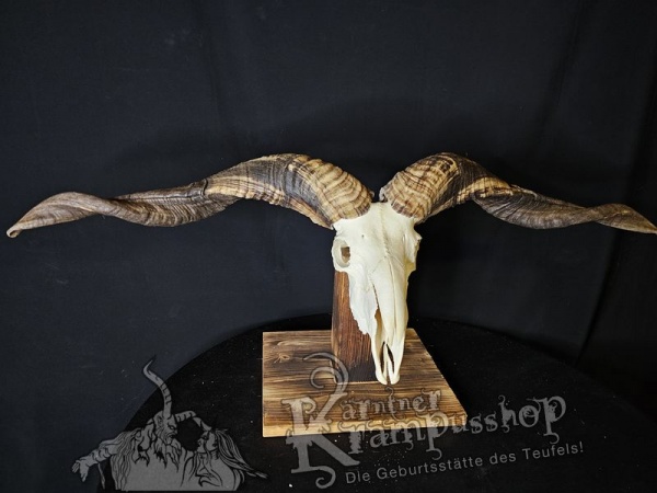 Hochland Widderhörner