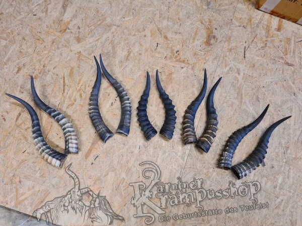 1 Paar Blessbockhörner Männlich