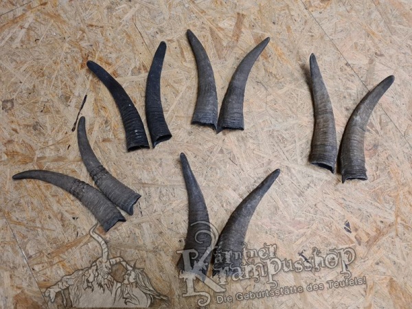 1 Paar Gaißhörner bis 25cm