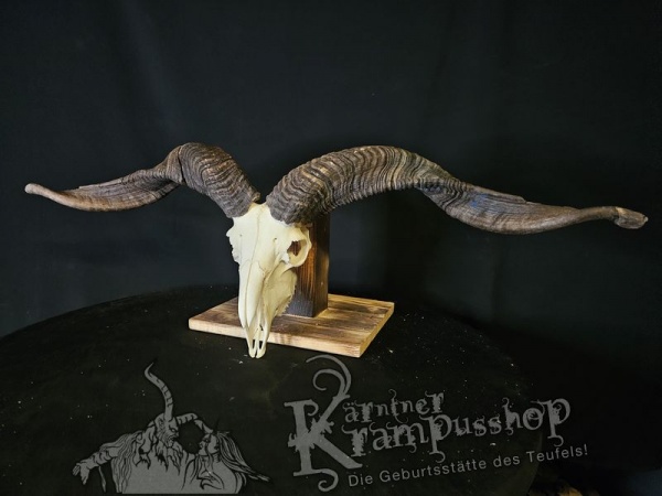 Hochland Widderhörner