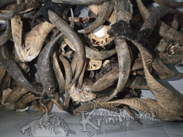 ANGEBOT Bockhörner mit Schädel Gemischt