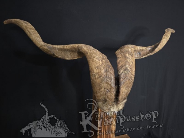 Ziegenbock mit Schädel aus der Region Apulien