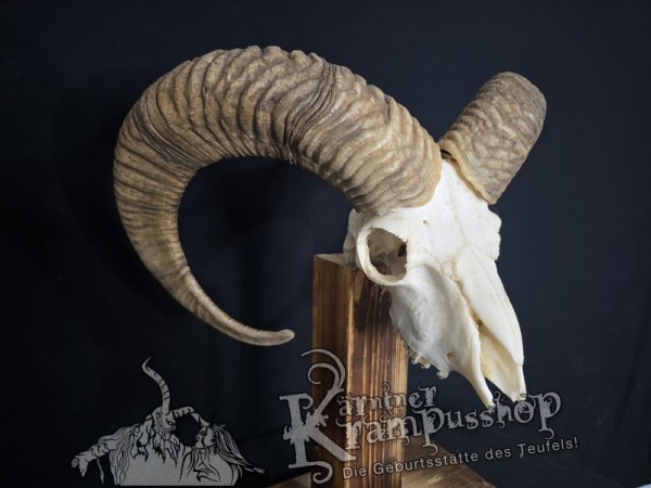 Mufflontrophäe