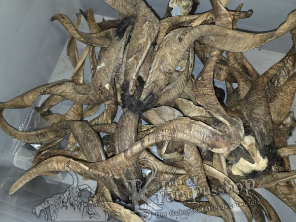 ANGEBOT Bockhörner mit Schädel Gemischt