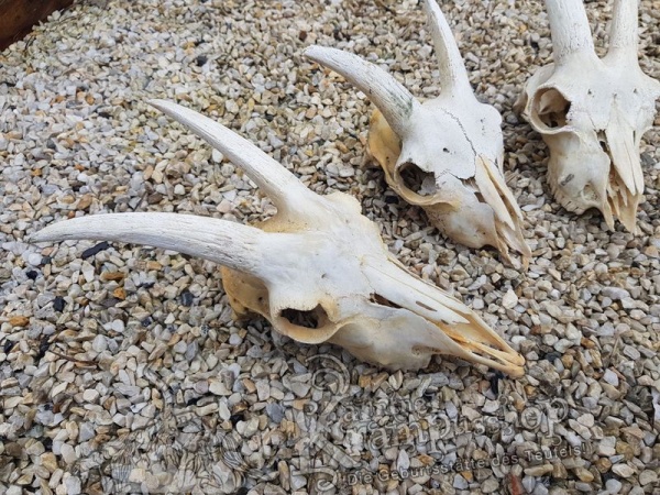 Ziegenbock Schädelknochen